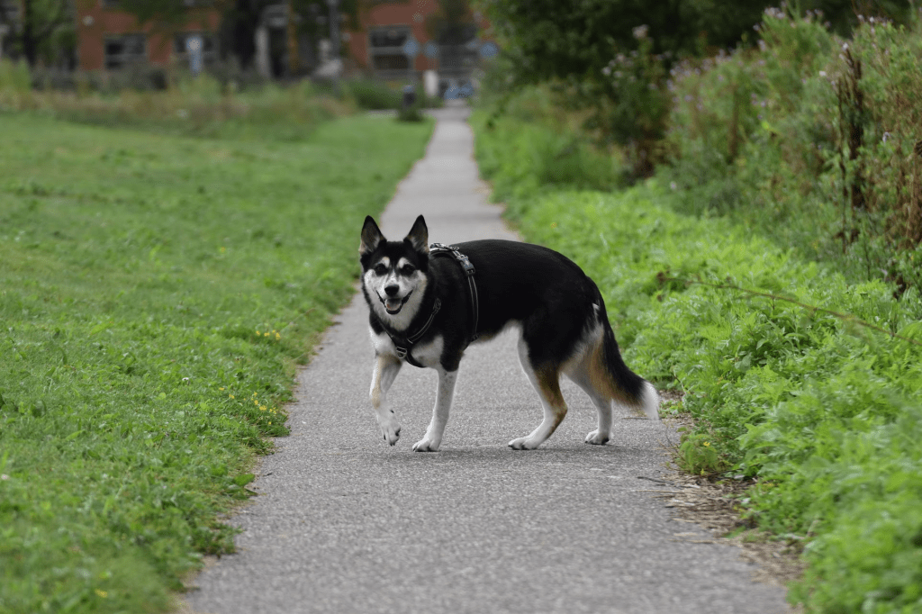 Around the park and back again